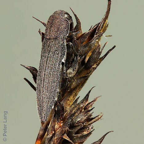 Euryspilus sp. Hirsute, PL5684, female, on Lepidosperma hispidulum, EP, 10.3 × 2.5 mm